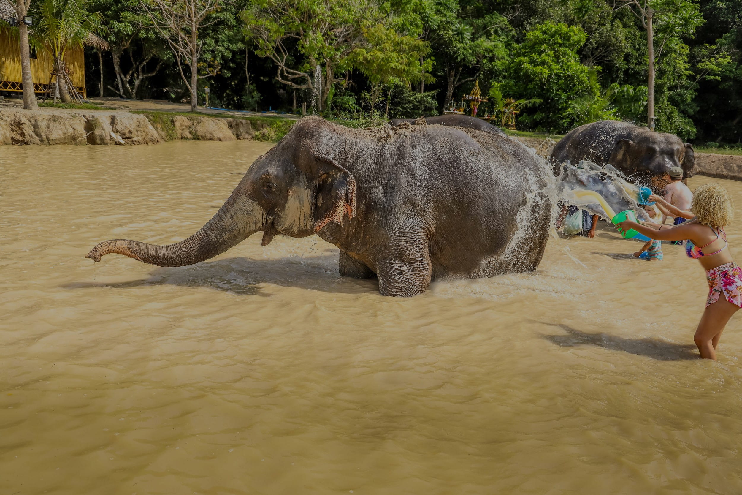 Phuket Elephant Sanctuary